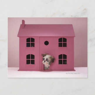 Puppy peering ur dockans hus vykort