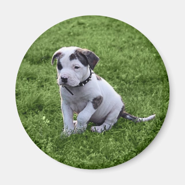 Puppy Pit Bull T-Bone Magnet (Framsidan)