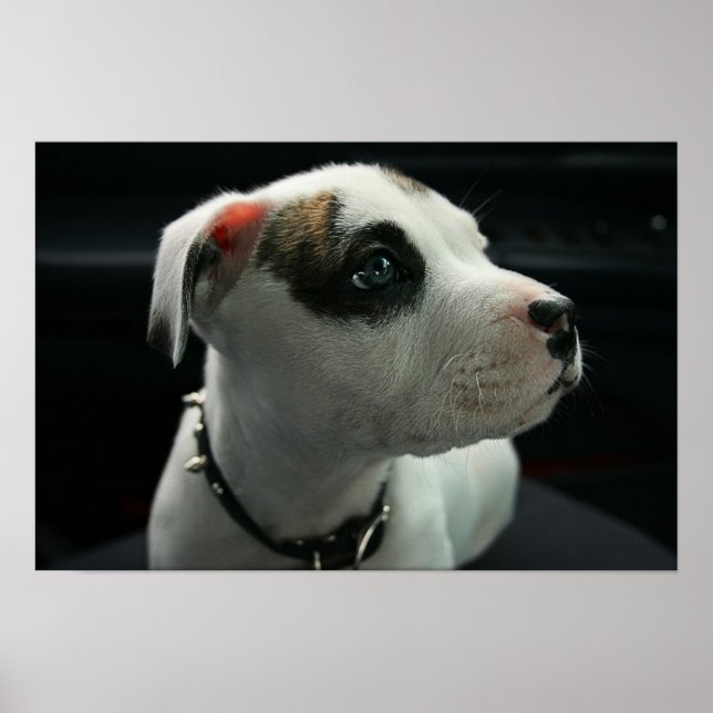 Puppy Pit Bull T-Bone Poster (Framsidan)