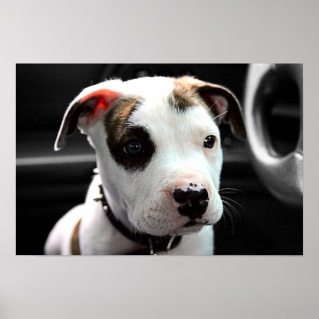 Puppy Pit Bull T-Bone Poster (Framsidan)