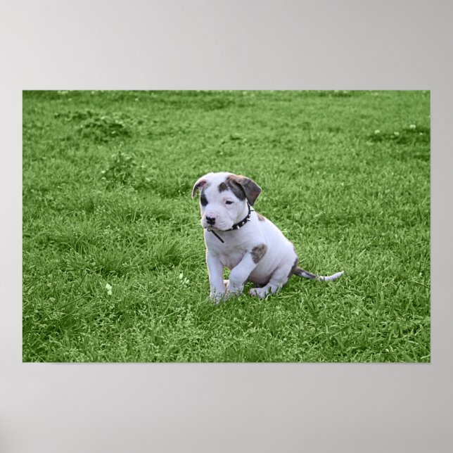 Puppy Pit Bull T-Bone Poster (Framsidan)