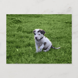 Puppy Pit Bull T-Bone Vykort