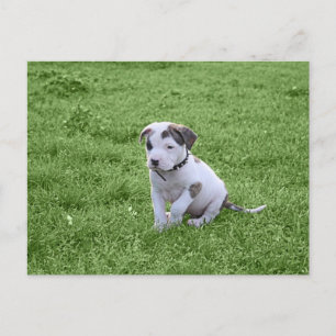 Puppy Pit Bull T-Bone Vykort