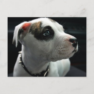 Puppy Pit Bull T-Bone Vykort