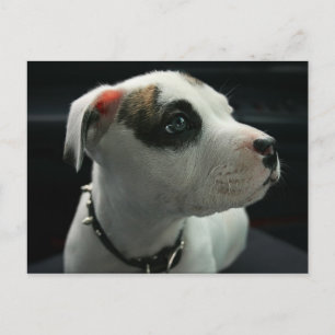 Puppy Pit Bull T-Bone Vykort