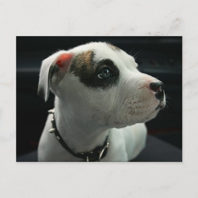 Puppy Pit Bull T-Bone Vykort (Framsida)