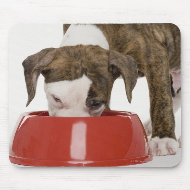 Puppy-pitbull som äter upp maträtt musmatta (Framsidan)