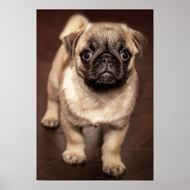 Puppy Poster (Framsidan)