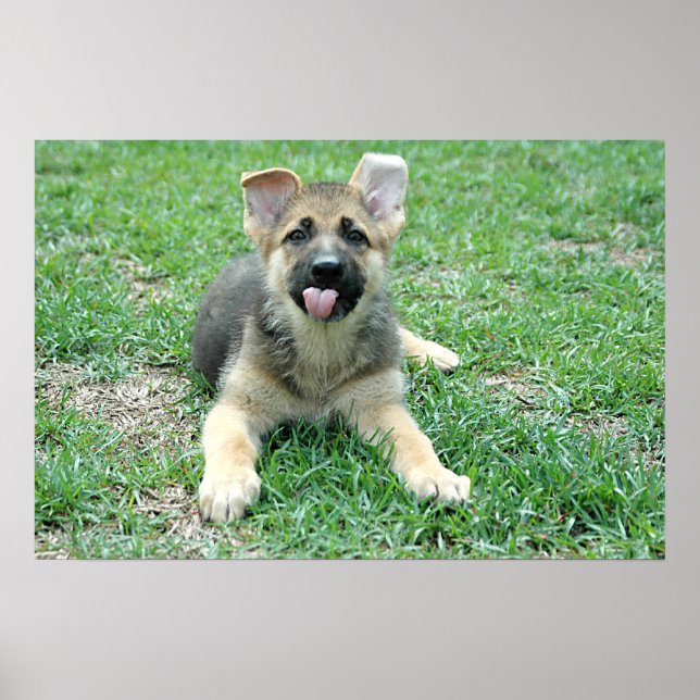 Puppy Poster (Framsidan)