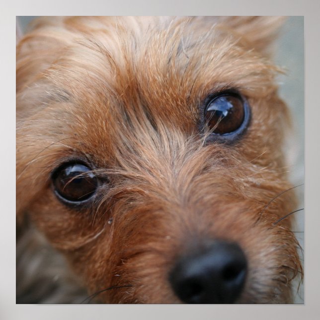 Puppy Poster (Framsidan)