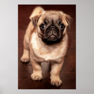 Puppy Poster