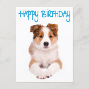 Puppy-postkort för valpen Hund i Grattis på födels Vykort