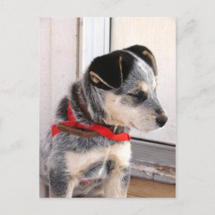 Puppy Pozed Vykort