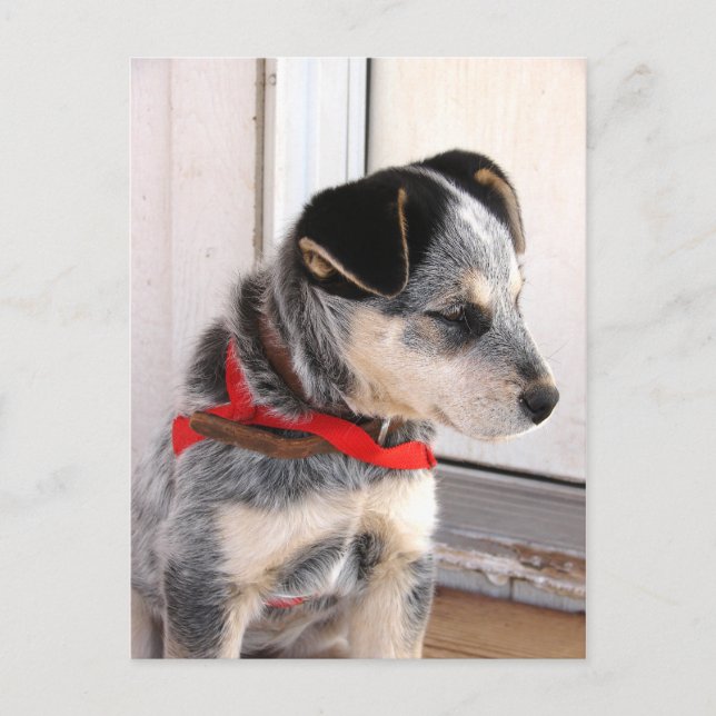 Puppy Pozed Vykort (Framsida)