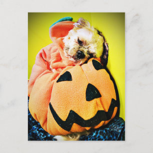 Puppy Pumpkin Vykort