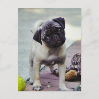 Puppy "Puppy Kärlek" vykort