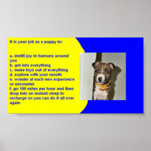 PUPPY REGLER POSTER