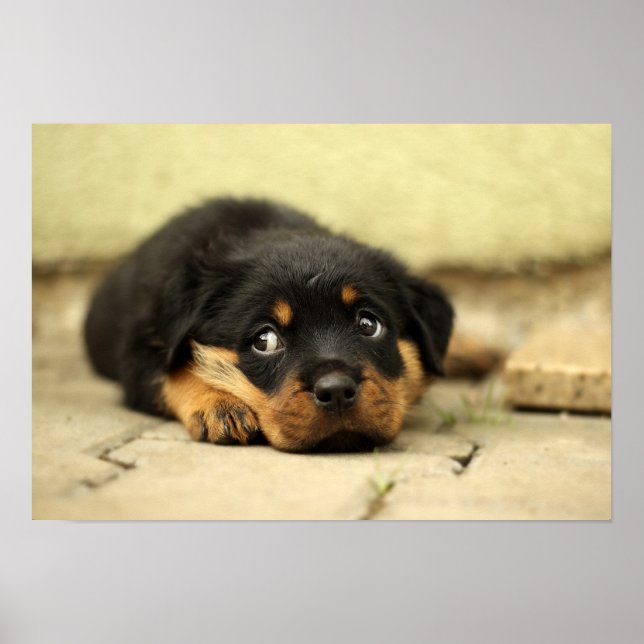 Puppy rottweiler doggy poster (Framsidan)