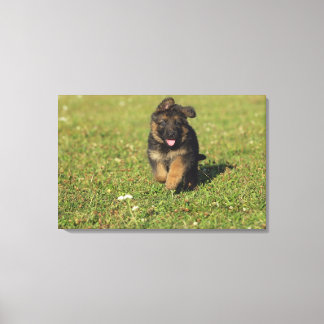 Puppy Running Canvastryck