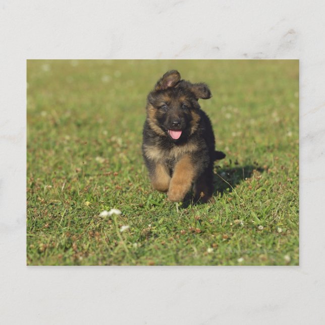Puppy Running Vykort (Framsida)