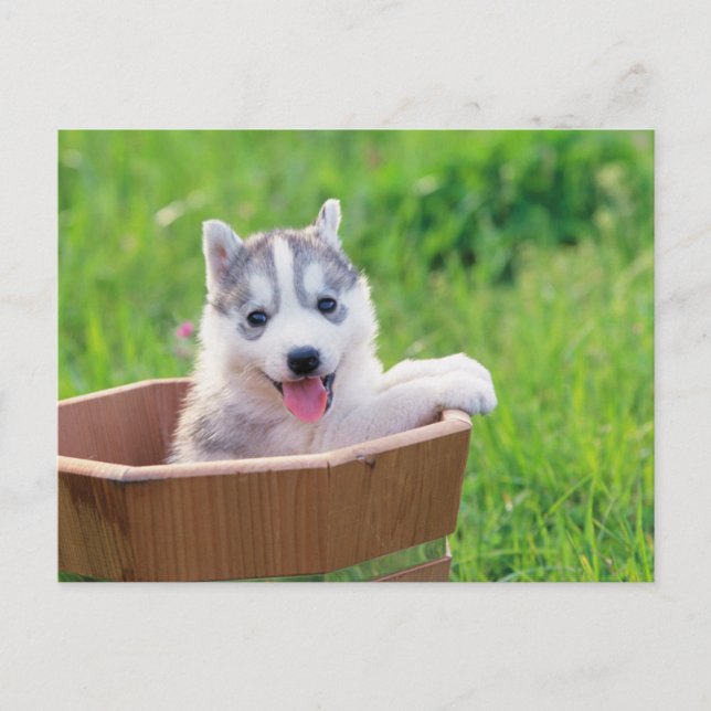 Puppy siberian husky i en pot vykort (Framsida)