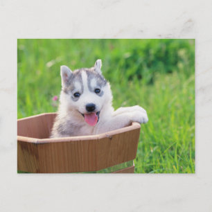 Puppy siberian husky i en pot vykort