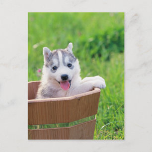 Puppy siberian husky i en pot vykort