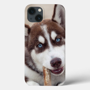 Puppy siberian husky vid stranden