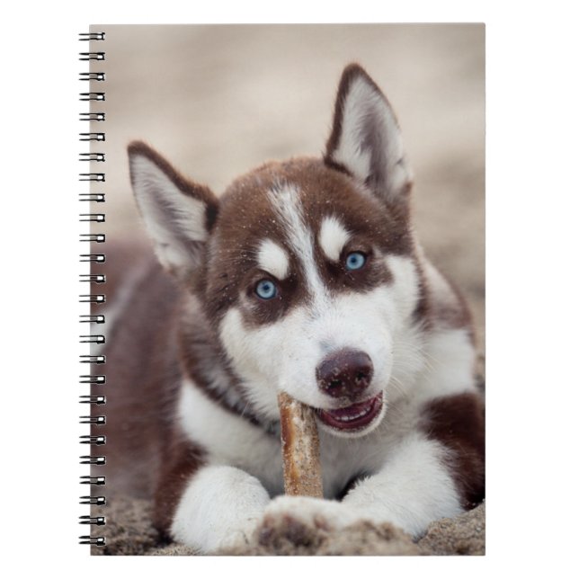 Puppy Siberian husky vid stranden Anteckningsbok (Framsidan)