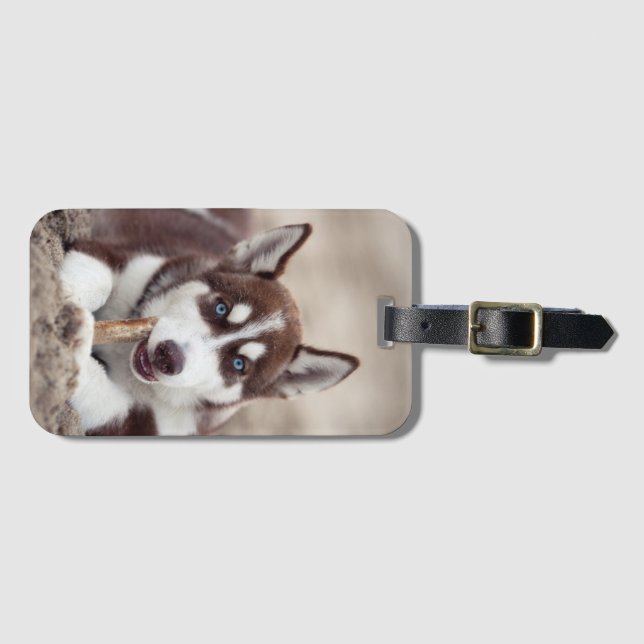Puppy Siberian husky vid stranden Bagagebricka (Framsida horisontal)