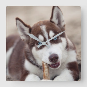 Puppy siberian husky vid stranden fyrkantig klocka