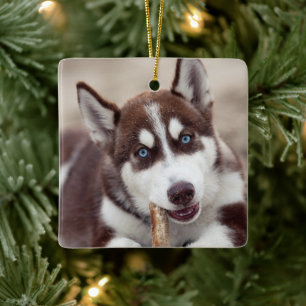 Puppy Siberian husky vid stranden Julgransprydnad Keramik