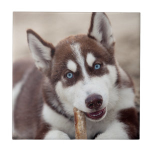 Puppy Siberian husky vid stranden Kakelplatta