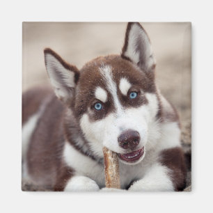 Puppy Siberian husky vid stranden Magnet