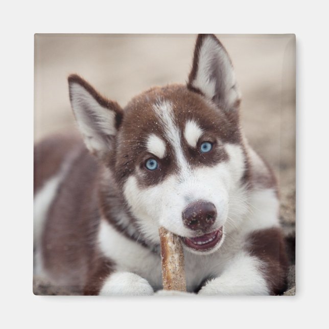 Puppy Siberian husky vid stranden Magnet (Framsidan)