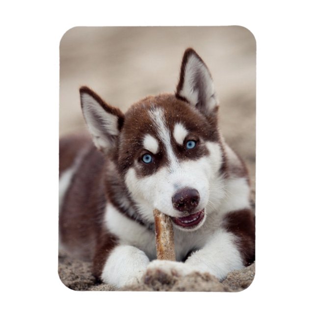 Puppy Siberian husky vid stranden Magnet (Vertikal)
