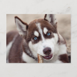 Puppy siberian husky vid stranden vykort