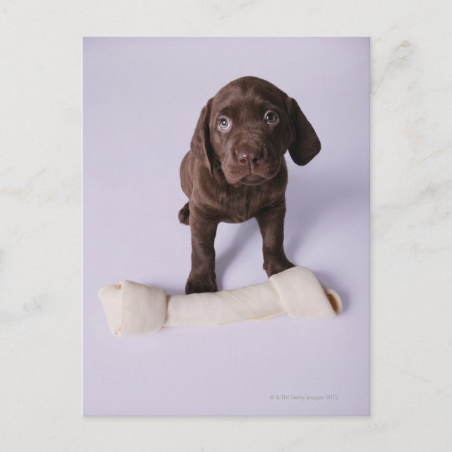 Puppy Sitta av en bone Vykort (Framsida)