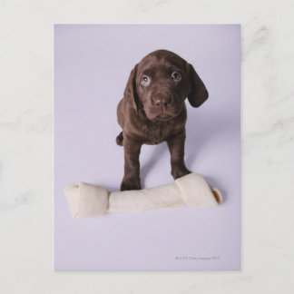 Puppy Sitta av en bone Vykort