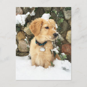 Puppy Snö Vykort
