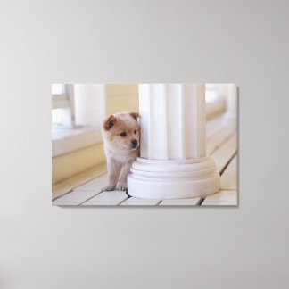 Puppy som söker ut bakom en kolumn canvastryck