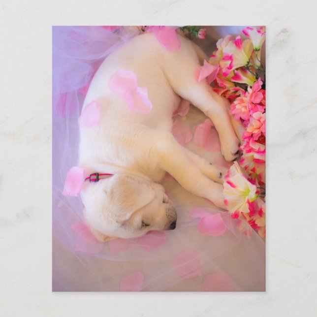 Puppy Sömnig Veil 01 (Framsida)