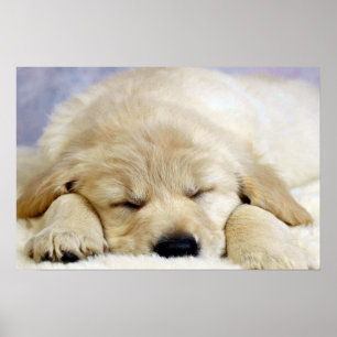 Puppy sover poster