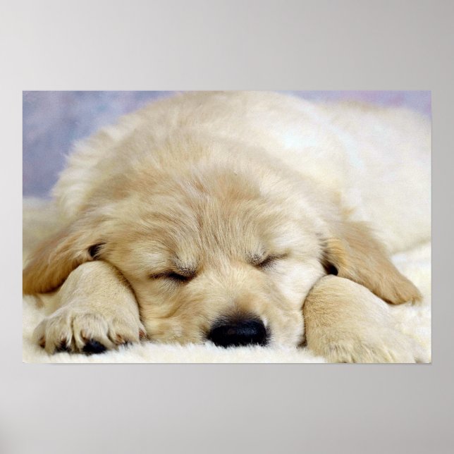 Puppy sover poster (Framsidan)