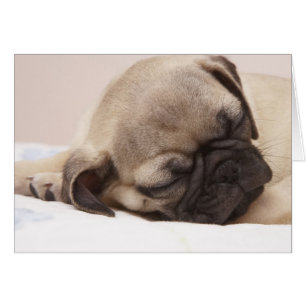 Puppy Sund Sleeping Hälsningskort