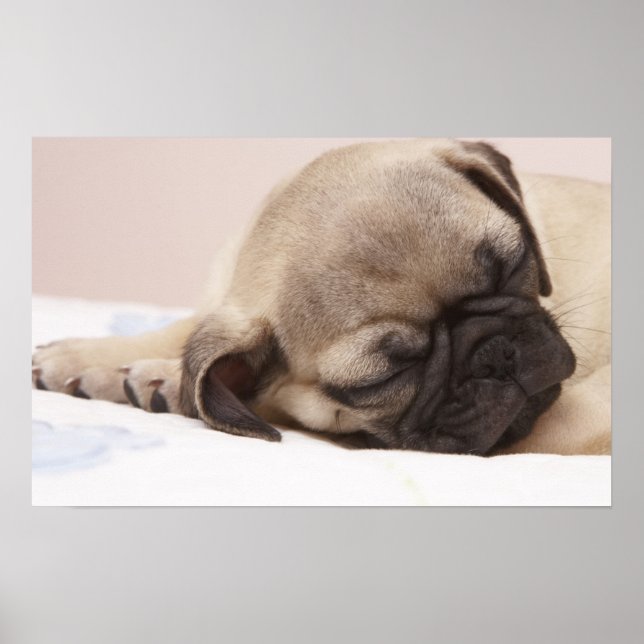 Puppy Sund Sleeping Poster (Framsidan)