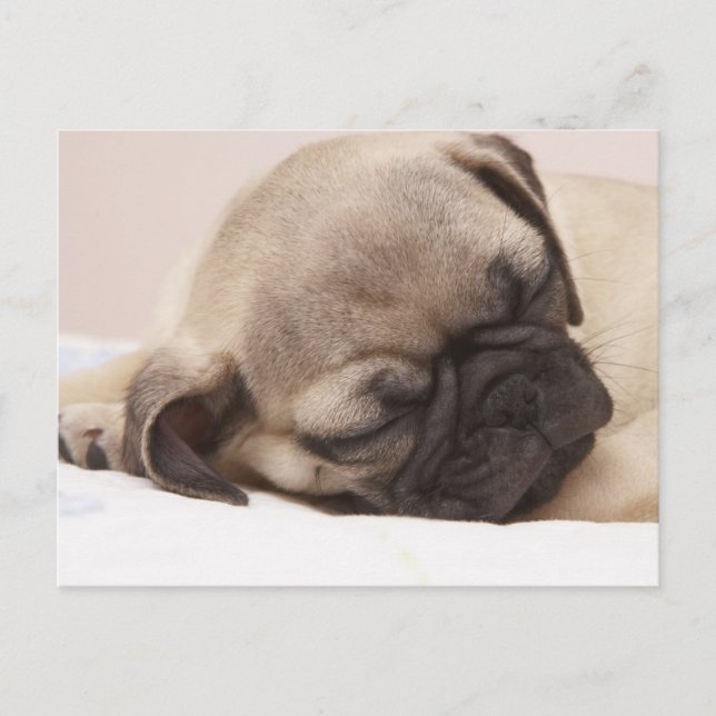Puppy Sund Sleeping Vykort (Framsida)