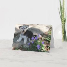 Puppy Tack Kort