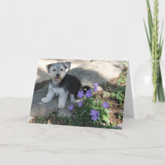 Puppy Tack Kort