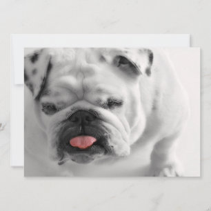 Puppy till engelsk bulldog inbjudningar